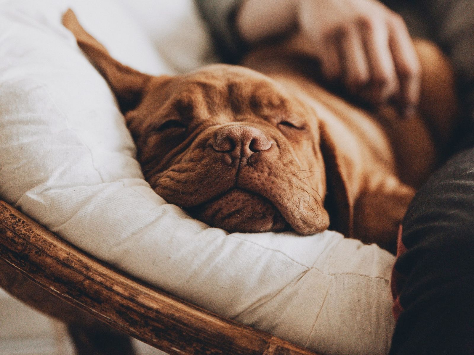 Can dogs get pink eye?